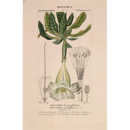 Antique Botanical Print – Pierre Jean François Turpin – Solandra grandiflora  *Solandra grandiflora* Original hand-colored engr