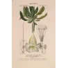 Solandra grandiflora  *Solandra grandiflora* Original hand-colored engraving by Turpin, Antique Botanical Print (c.1835)