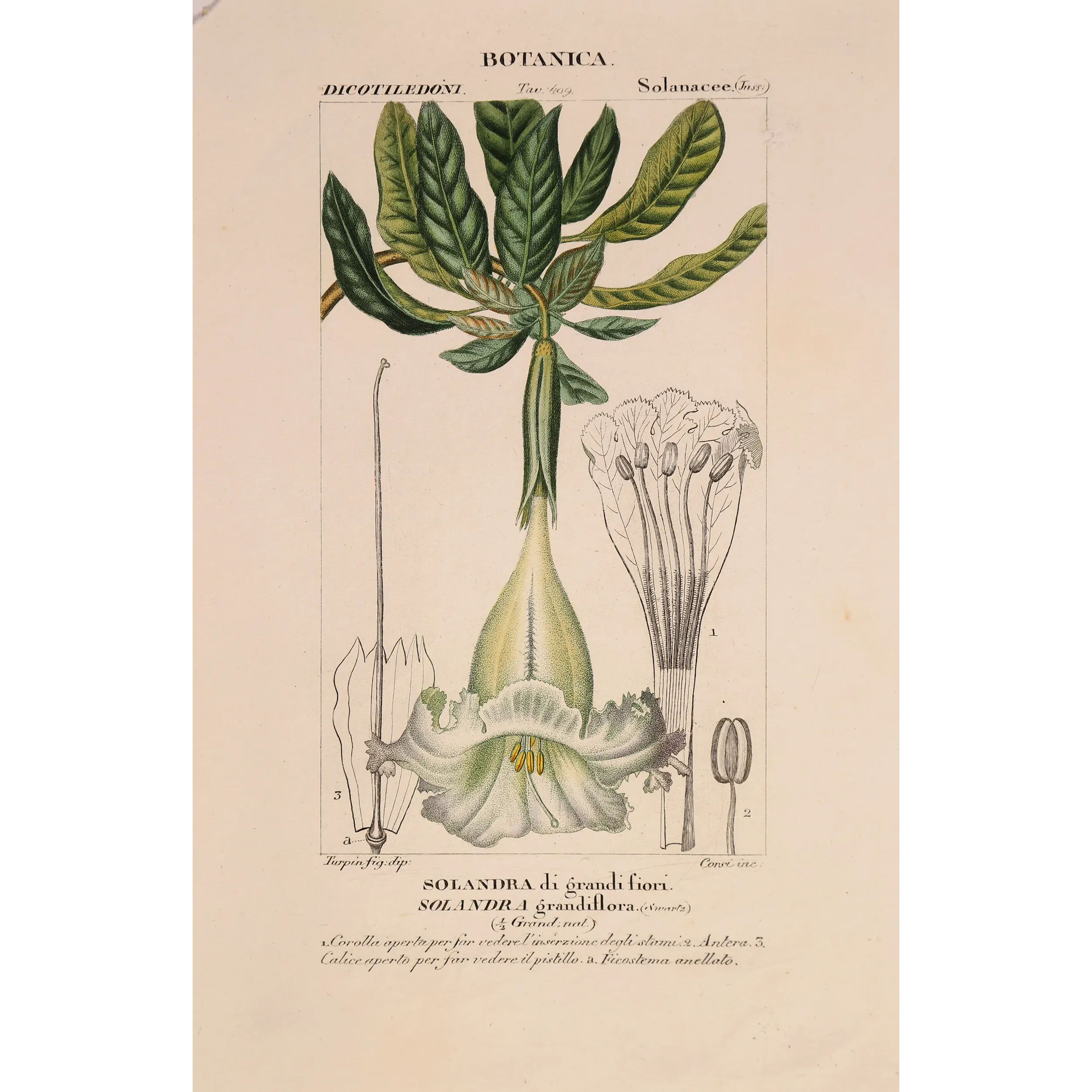 Antique Botanical Print – Pierre Jean François Turpin – Solandra grandiflora  *Solandra grandiflora* Original hand-colored engr