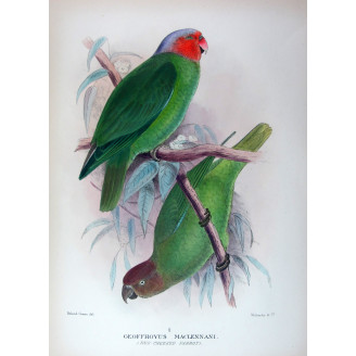 Red-cheeked Parrot by Roland Green – The Birds of Australia