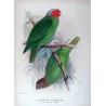 Red-cheeked Parrot (*Geoffroyus s. malzmannani*) – Original lithograph by Green, Mathews (1910–27)