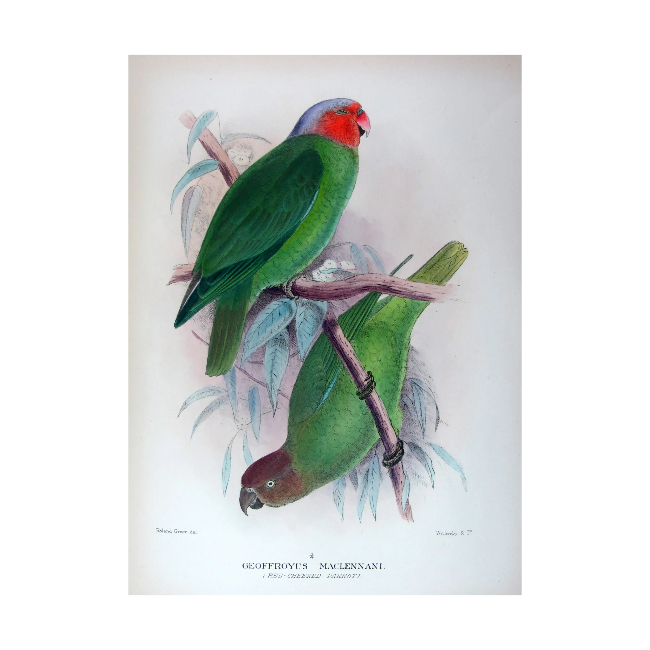 Red-cheeked Parrot by Roland Green – The Birds of Australia