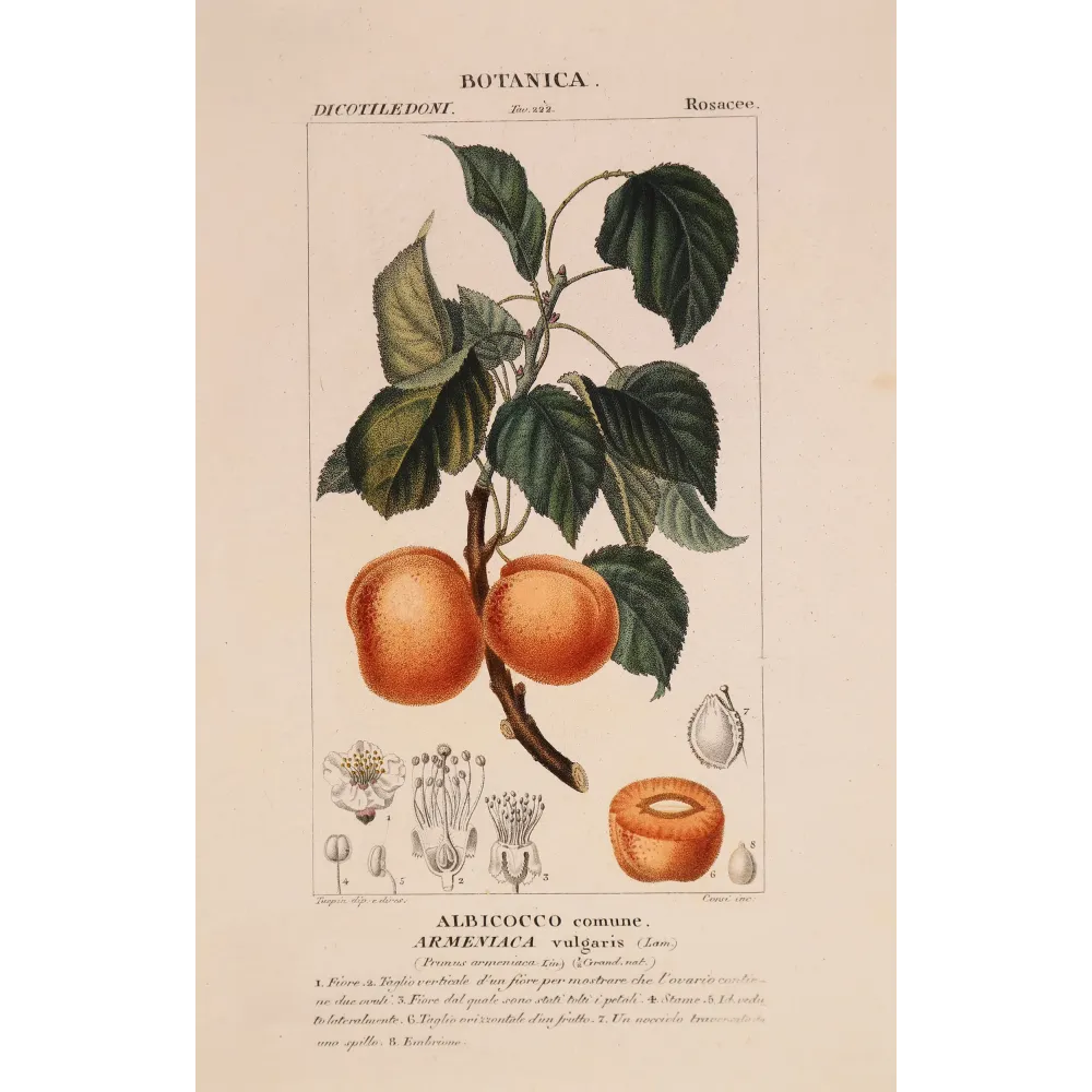 Common Apricot – Armeniaca vulgaris, botanical engraving by Turpin