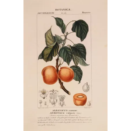 Antique Botanical Print – Pierre Jean François Turpin – Common Apricot  Armeniaca vulgaris. Antique Botanical Print original ha