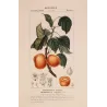Common Apricot  Armeniaca vulgaris. Antique Botanical Print original hand-colored engraving by Turpin,  (c.1835)
