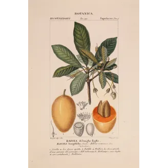 Mahua Tree – Turpin Antique Hand-Colored Engraving