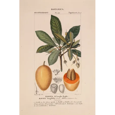 Mahua Tree – Turpin Antique Hand-Colored Engraving