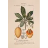 Mahua Tree  Bassia longifolia  Antique Botanical Print original hand-colored engraving by Turpin,  (c.1835)