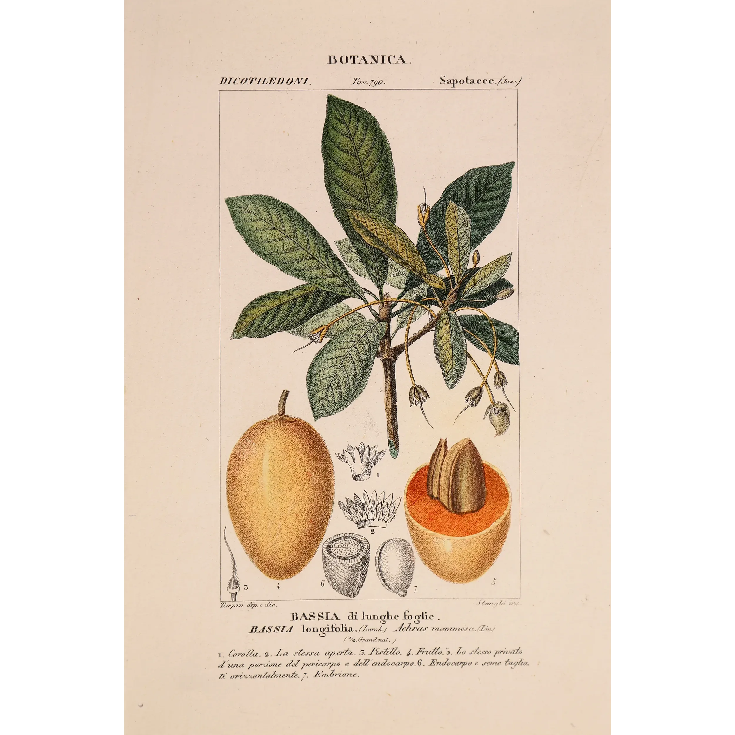 Mahua Tree – Turpin Antique Hand-Colored Engraving