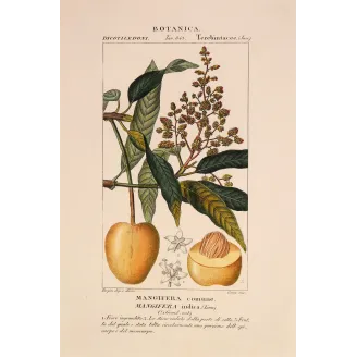 Mango – Turpin Antique Hand-Colored Engraving