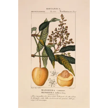Mango – Turpin Antique Hand-Colored Engraving