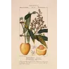 Mango  Mangifera indica. Antique Botanical Print original hand-colored engraving by Turpin,  (c.1835)