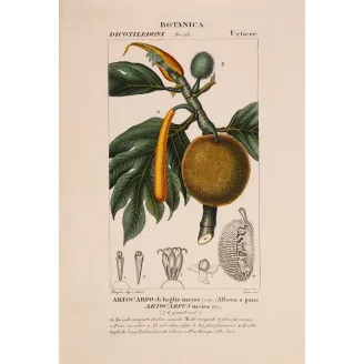 Antique Botanical Print – Pierre Jean François Turpin – Breadfruit Tree  Artocarpus incisa. Antique Botanical Print original ha