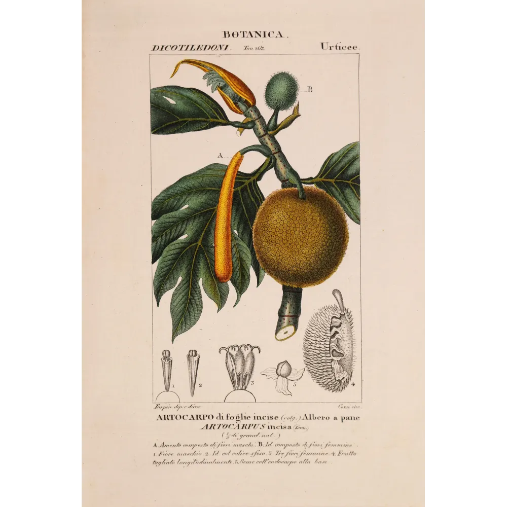 Antique Botanical Print – Pierre Jean François Turpin – Breadfruit Tree  Artocarpus incisa. Antique Botanical Print original ha
