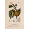 Breadfruit Tree  Artocarpus incisa. Antique Botanical Print original hand-colored engraving by Turpin,  (c.1835)