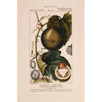 Antique Botanical Print – Pierre Jean François Turpin – Fevillea hederacea  Ivy-leaved Fevillea