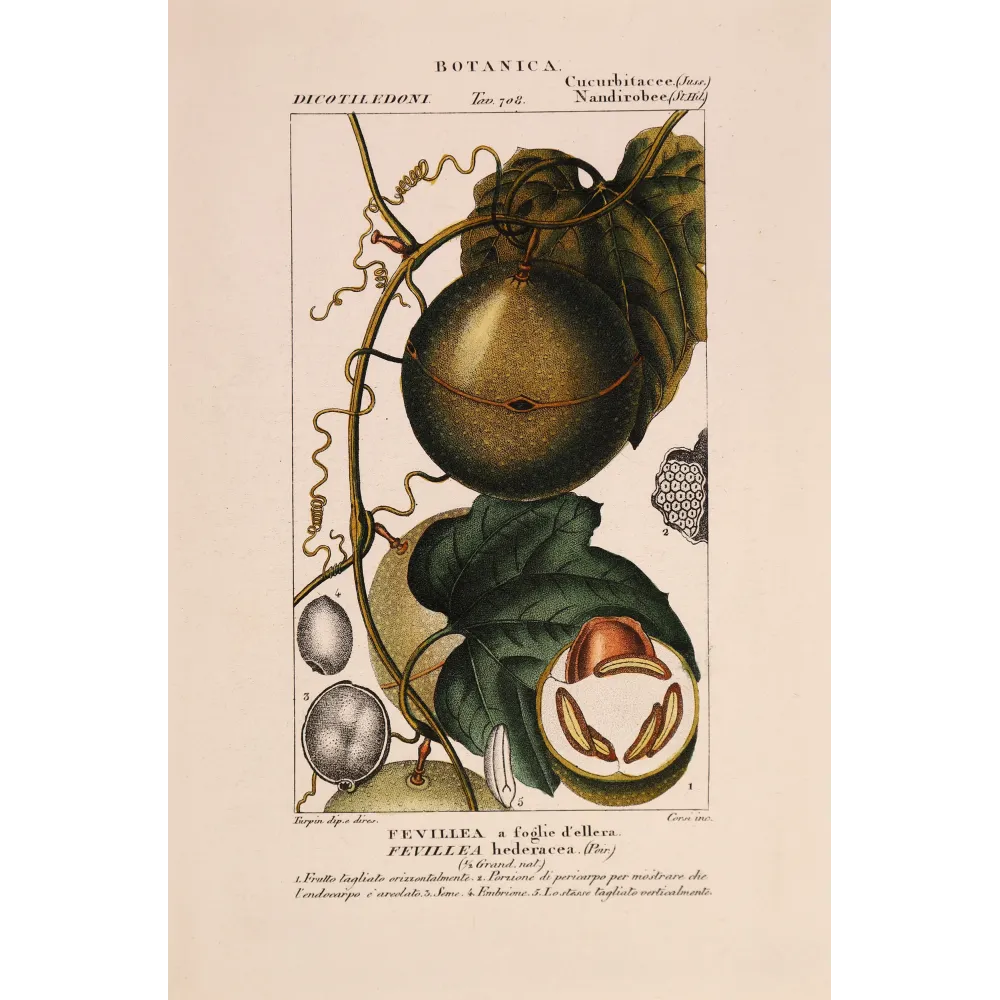 Antique Botanical Print – Pierre Jean François Turpin – Fevillea hederacea  Ivy-leaved Fevillea