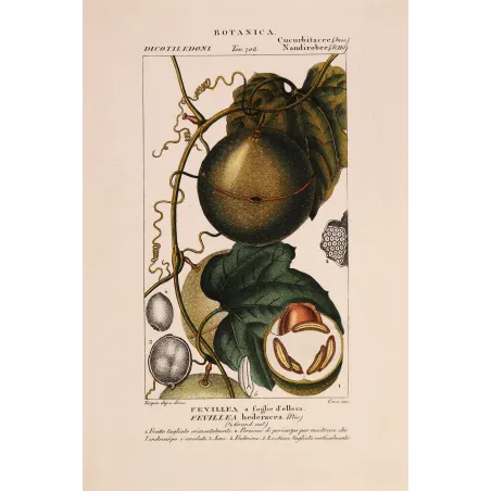 Antique Botanical Print – Pierre Jean François Turpin – Fevillea hederacea  Ivy-leaved Fevillea