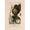 Set of 2 Fevillea hederacea  Ivy-leaved Fevillea. Antique Print original hand-colored engraving by Turpin,  (c.1835)
