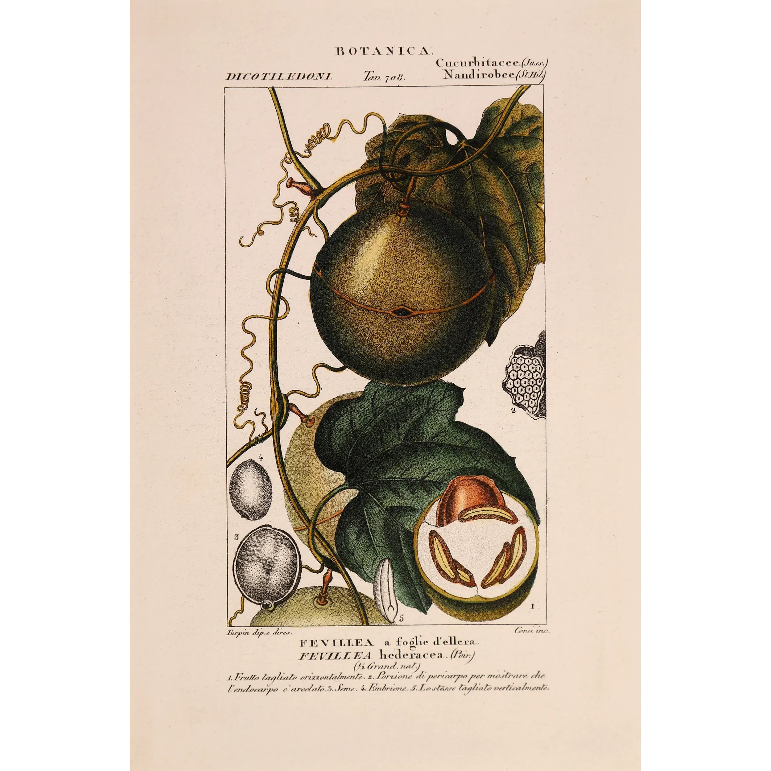 Antique Botanical Print – Pierre Jean François Turpin – Fevillea hederacea  Ivy-leaved Fevillea