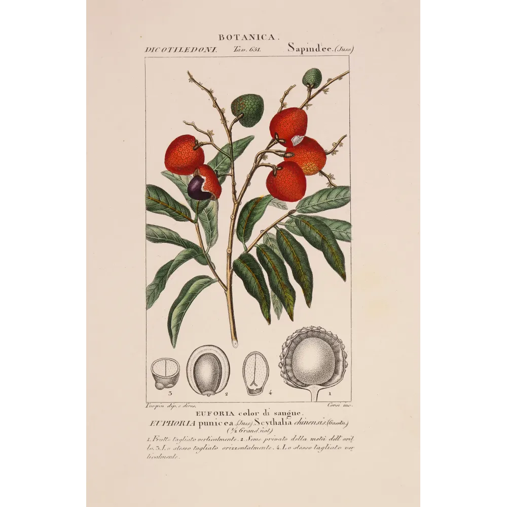 Antique Botanical Print – Pierre Jean François Turpin – Antique Botanical Print original hand-colored engraving by Turpin