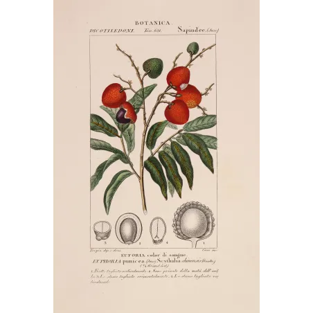Antique Botanical Print – Pierre Jean François Turpin – Antique Botanical Print original hand-colored engraving by Turpin