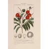 Antique Botanical Print original hand-colored engraving by Turpin,  (c.1835). Blood-colored Euphoria  Euphoria punicea
