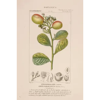 Antique Botanical Print – Pierre Jean François Turpin – Antique Botanical Print original hand-colored engraving by Turpin