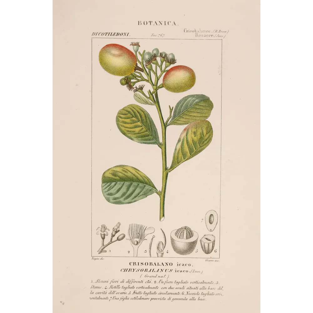Antique Botanical Print – Pierre Jean François Turpin – Antique Botanical Print original hand-colored engraving by Turpin