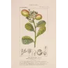 Cocoplum  Chrysobalanus icaco. Antique Botanical Print original hand-colored engraving by Turpin,  (c.1835)