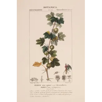 Antique Botanical Print – Pierre Jean François Turpin – Gooseberry  Ribes uva-crispa. Antique Botanical Print original hand-col