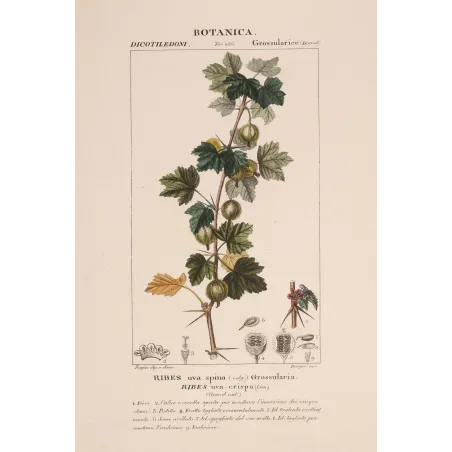 Antique Botanical Print – Pierre Jean François Turpin – Gooseberry  Ribes uva-crispa. Antique Botanical Print original hand-col