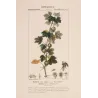 Gooseberry  Ribes uva-crispa. Antique Botanical Print original hand-colored engraving by Turpin,  (c.1835)