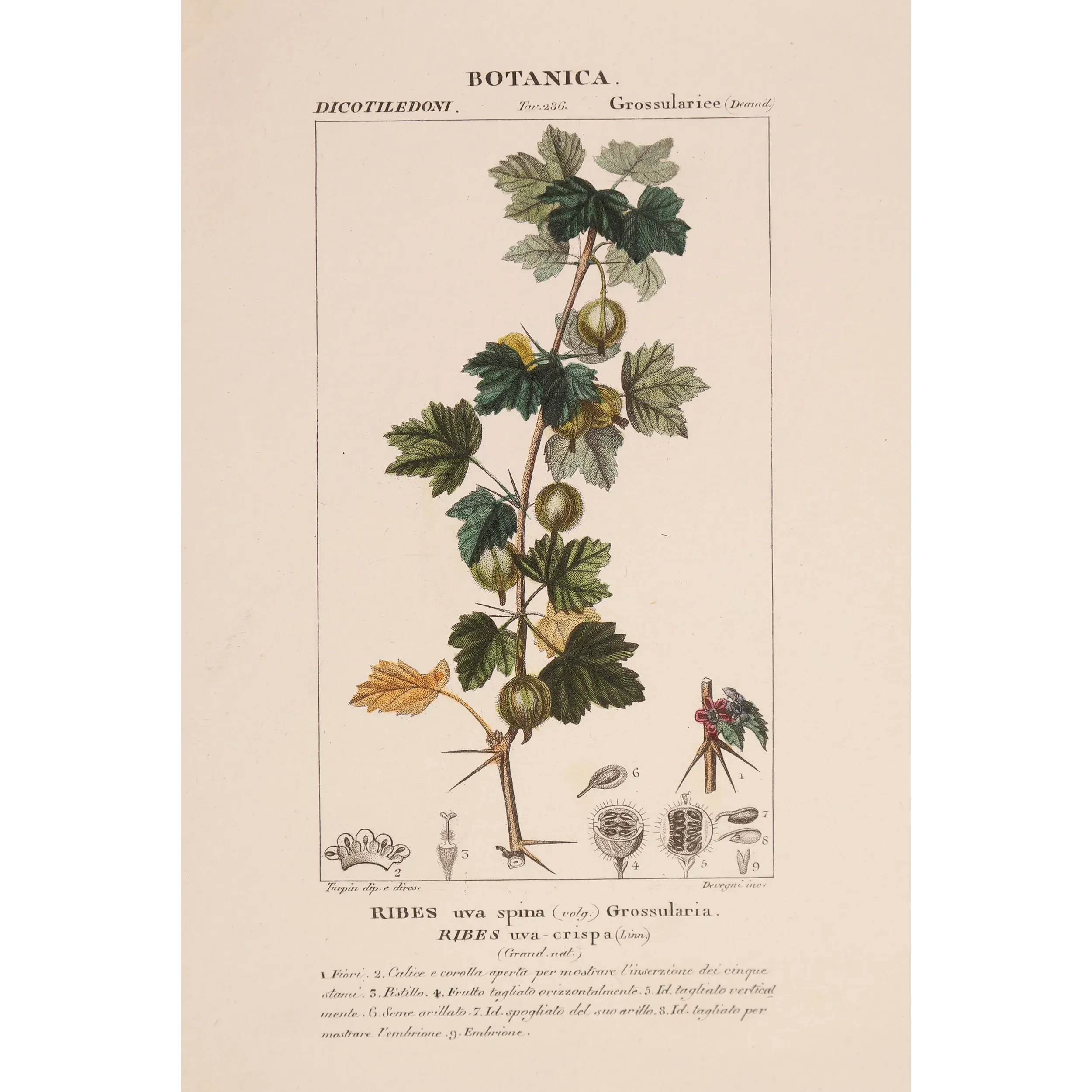 Antique Botanical Print – Pierre Jean François Turpin – Gooseberry  Ribes uva-crispa. Antique Botanical Print original hand-col
