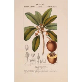 Antique Botanical Print – Pierre Jean François Turpin – Common Sapota  Achras sapota. Antique Botanical Print original hand-col