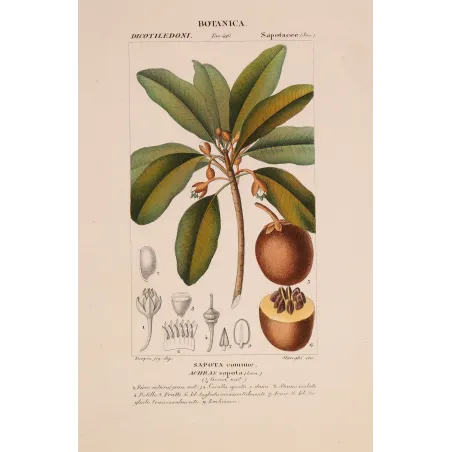 Antique Botanical Print – Pierre Jean François Turpin – Common Sapota  Achras sapota. Antique Botanical Print original hand-col