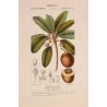 Common Sapota  Achras sapota. Antique Botanical Print original hand-colored engraving by Turpin,  (c.1835)