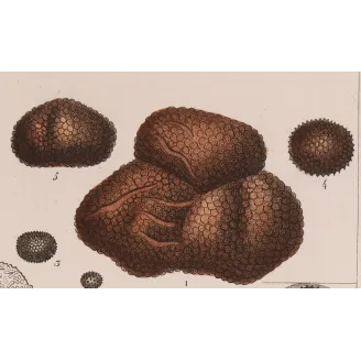 Antique Print by Pierre Jean François Turpin – Truffle (Tuber cibarium)