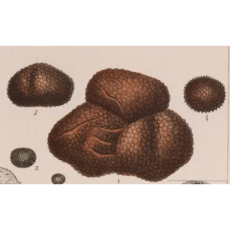 Antique Print by Pierre Jean François Turpin – Truffle (Tuber cibarium)