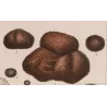 Truffle (*Tuber cibarium*) Original hand-colored engraving by Turpin,  Antique  Botanical Print (c.1835)