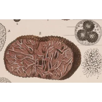 Antique Print by Pierre Jean François Turpin – Truffle (Tuber cibarium)