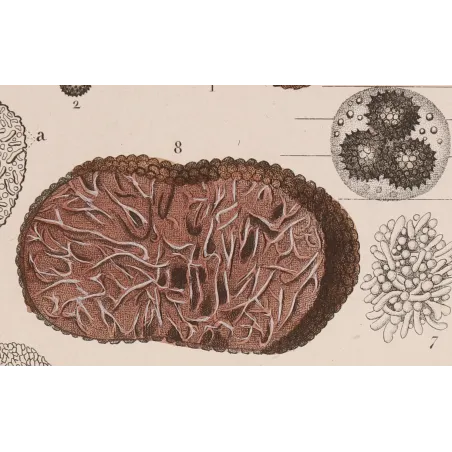 Antique Print by Pierre Jean François Turpin – Truffle (Tuber cibarium)