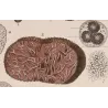 Truffle (*Tuber cibarium*) Original hand-colored engraving by Turpin,  Antique  Botanical Print (c.1835)