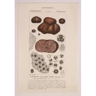 Antique Print by Pierre Jean François Turpin – Truffle (Tuber cibarium)