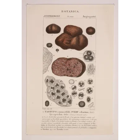 Antique Print by Pierre Jean François Turpin – Truffle (Tuber cibarium)