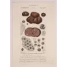 Truffle (*Tuber cibarium*) Original hand-colored engraving by Turpin,  Antique  Botanical Print (c.1835)