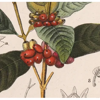 Antique Print by Pierre Jean François Turpin – Coffee (Coffea arabica)