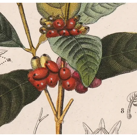 Antique Print by Pierre Jean François Turpin – Coffee (Coffea arabica)