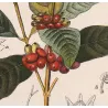 Coffee (*Coffea arabica*)  Original hand-colored engraving by Turpin,  Antique  Botanical Print (c.1835)