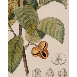 Antique Print by Pierre Jean François Turpin – Black Tea (Thea bohea)